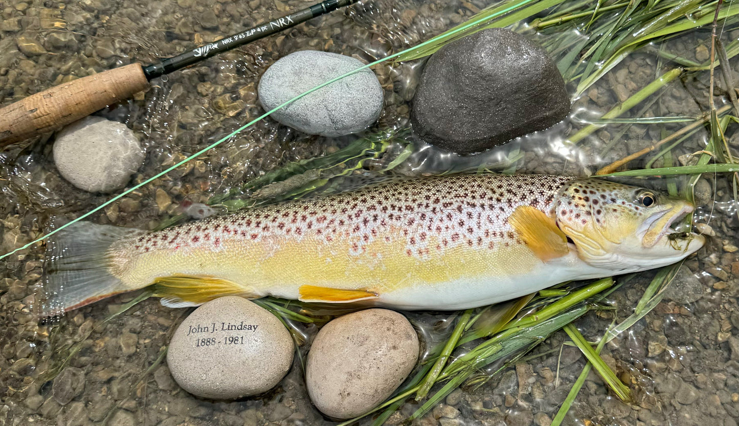 Rocky Mountain Collection