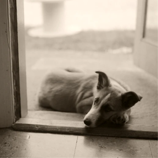 Sacred Stones for Pets